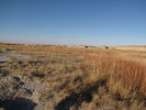 Mesa grassland