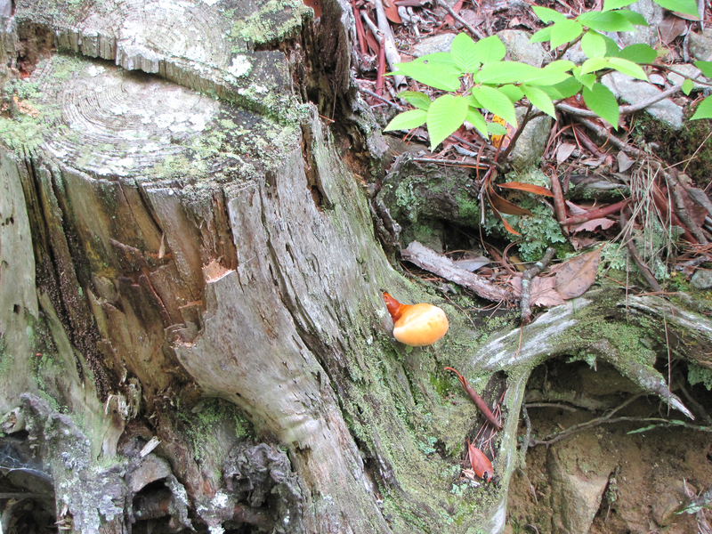 Wierd mushroom