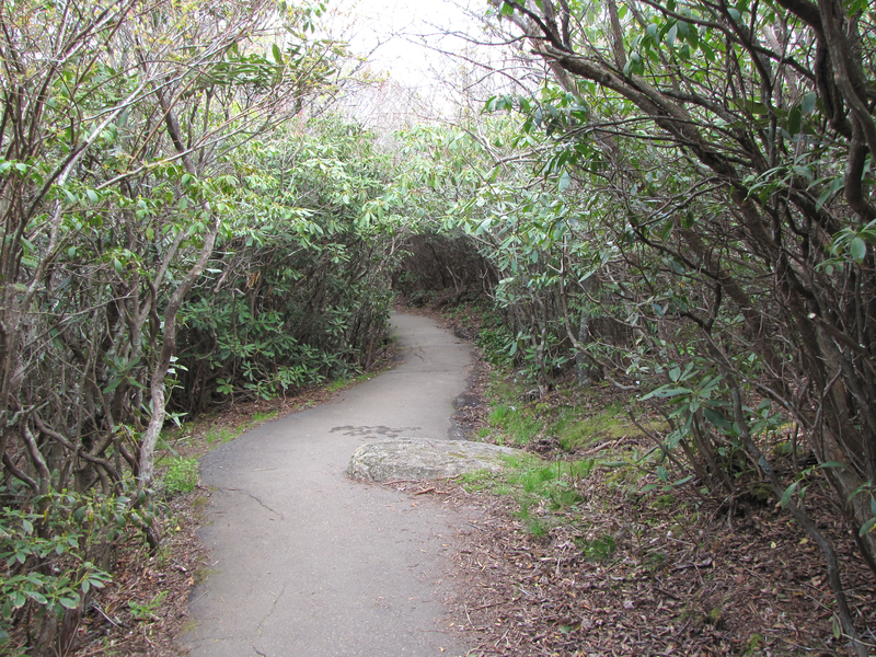 Trail through the trees