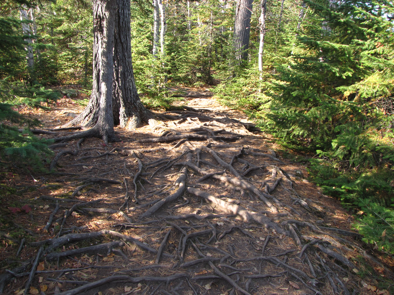 Roots across the trail