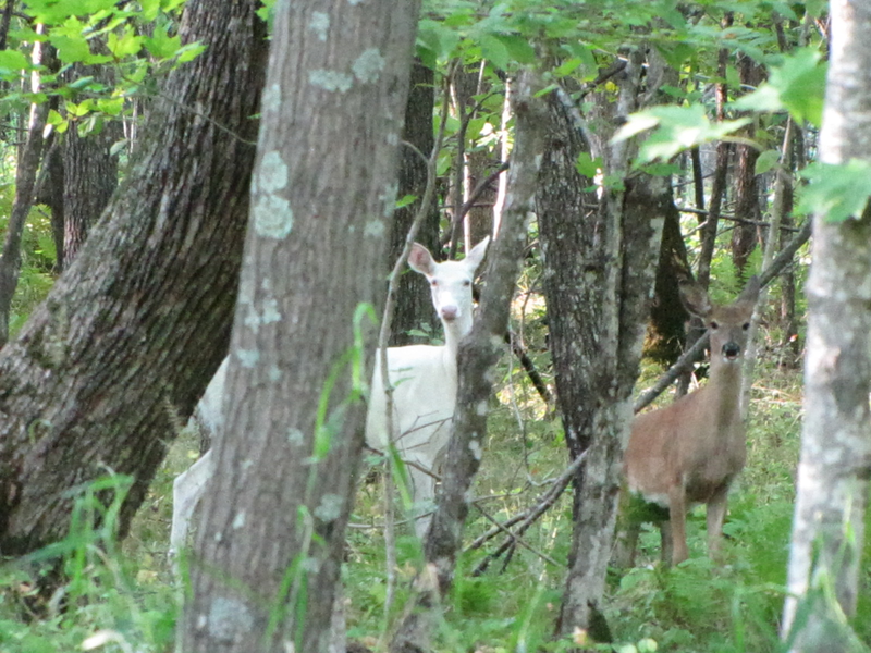 Albino deer and two yearlings