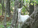 Albino deer and yearling