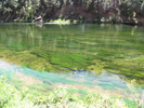 Green ultra-clear water