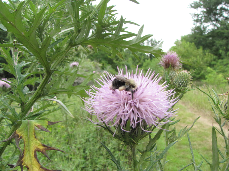 Bee in the Bull Thistle