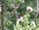 Black Phase Swallowtail