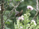 Black Phase Swallowtail