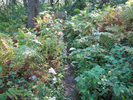 Narrow overgrown trail