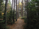Birch and pine grove