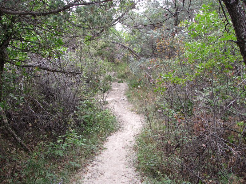 Trail through heavy brush - watch for bison