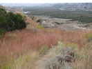 Red colored grass at the drop to the river