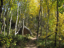 Trail through aspen forest