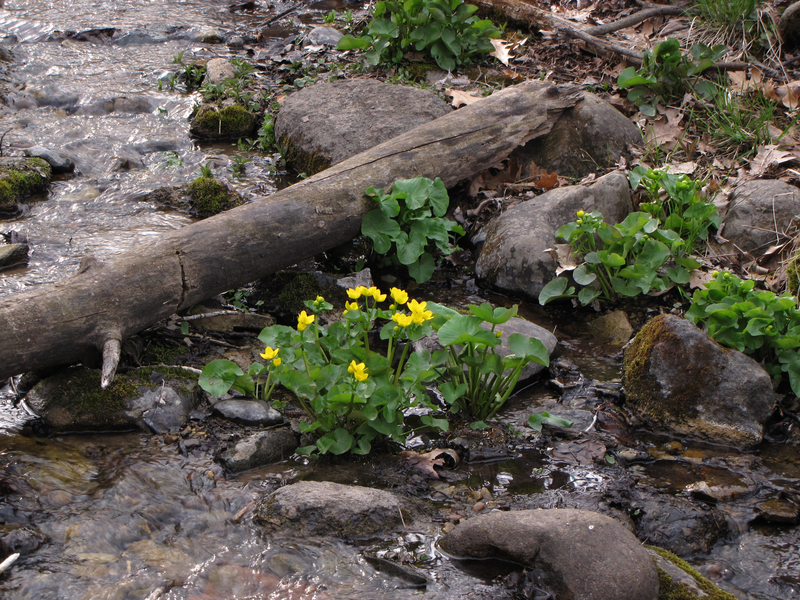 Flowers in the stream